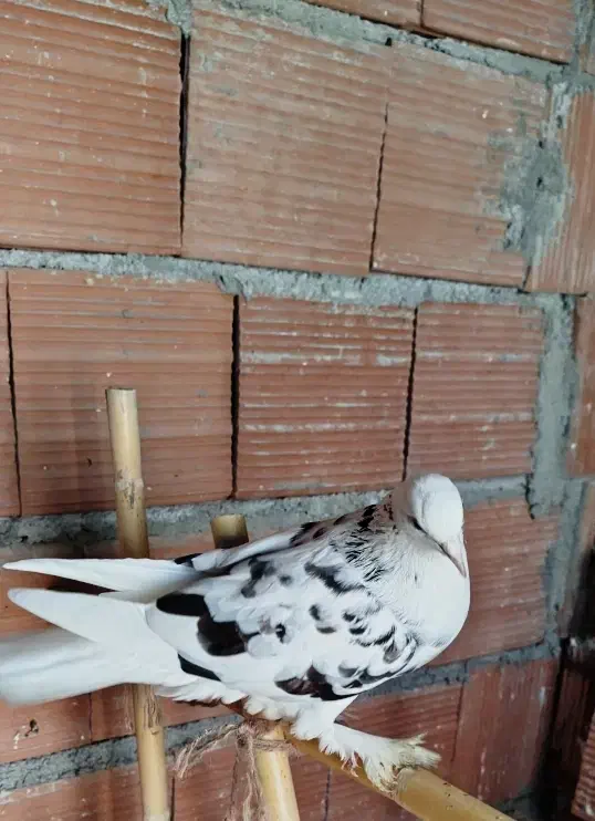 کبوتر تکپر‌|پرنده|مینودشت, |دیوار