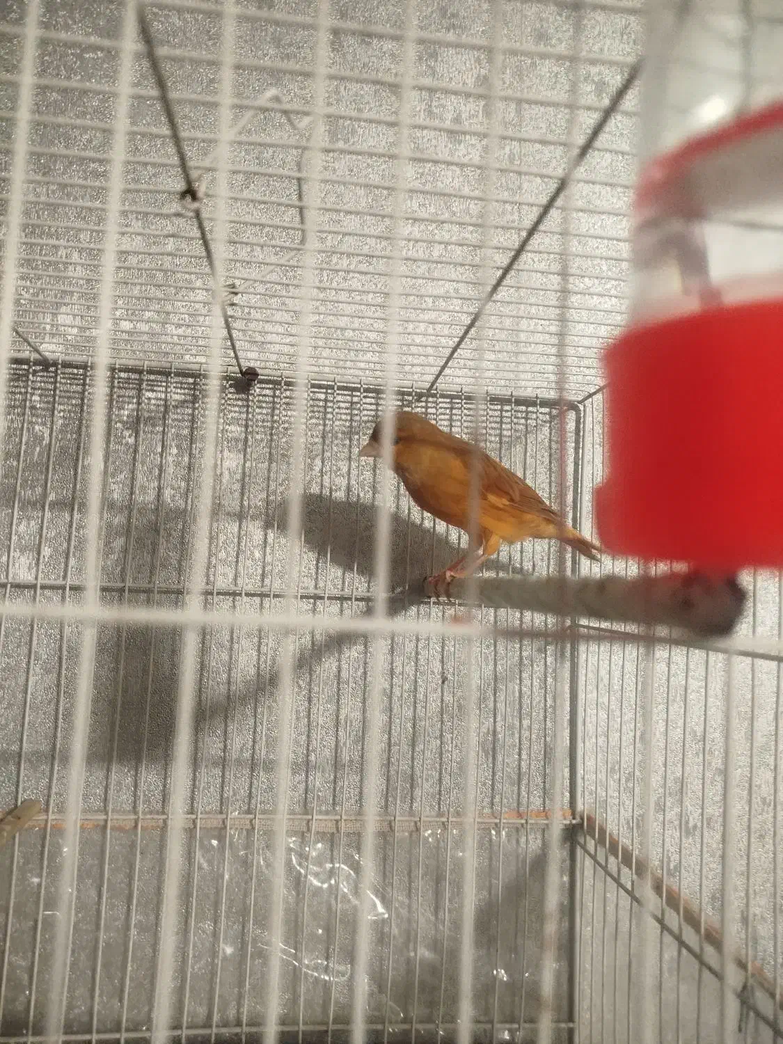 قناری ابلغ نر بخون|پرنده|مشهد, کشف|دیوار