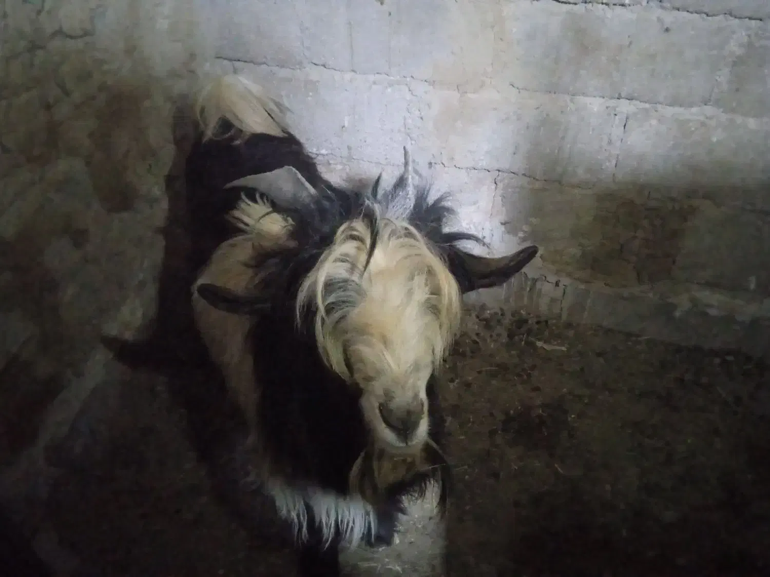 نر‌بز‌داشتی‌‌گله‌داری|حیوانات مزرعه|اردل, |دیوار