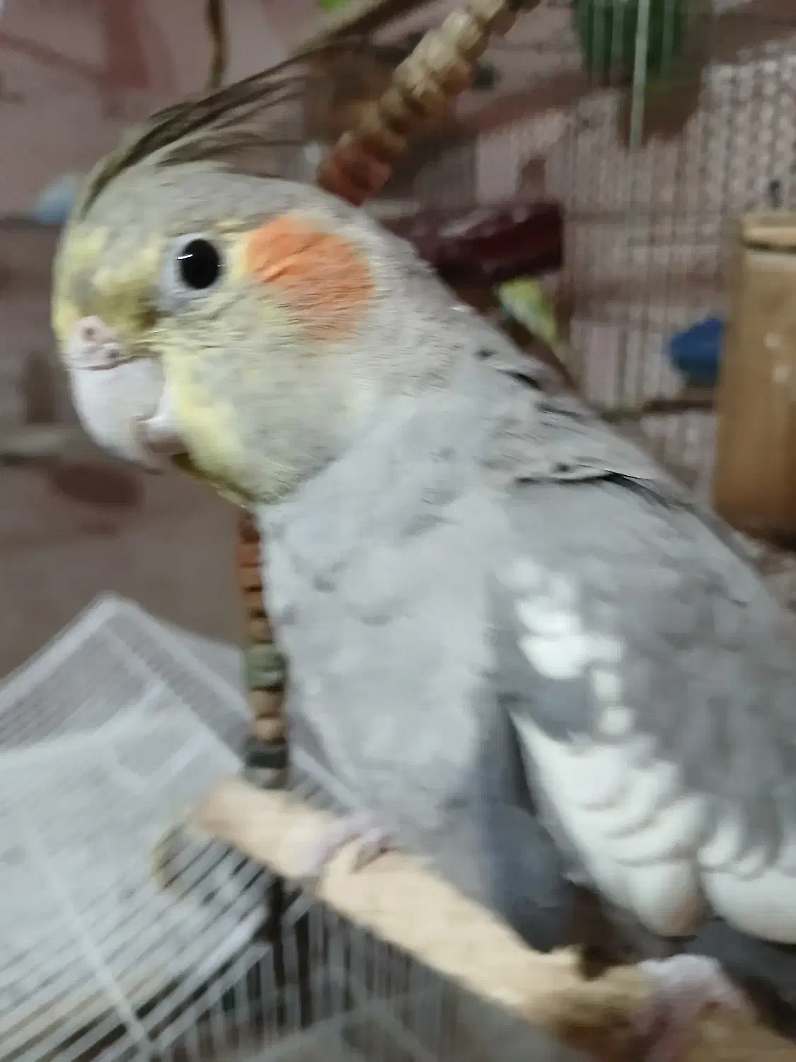 عروس هلندی رام وسخنگو مولد|پرنده|کلاچای, |دیوار