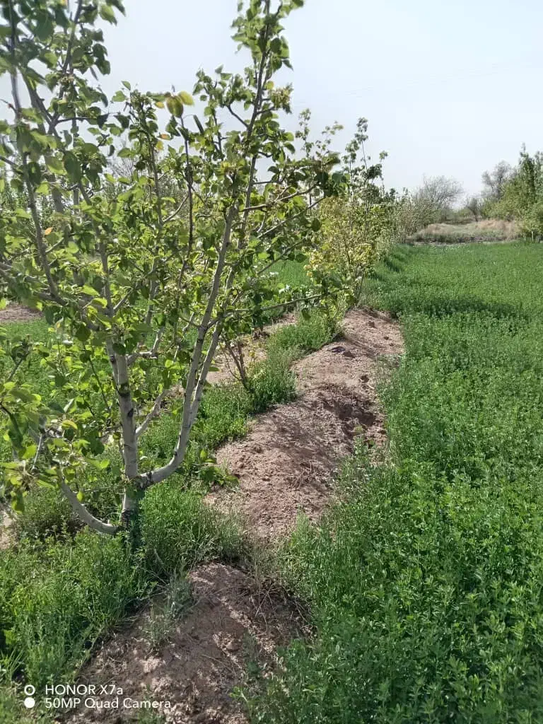 زمین زراعی|فروش دفتر صنعتی، کشاورزی، تجاری|راین, |دیوار