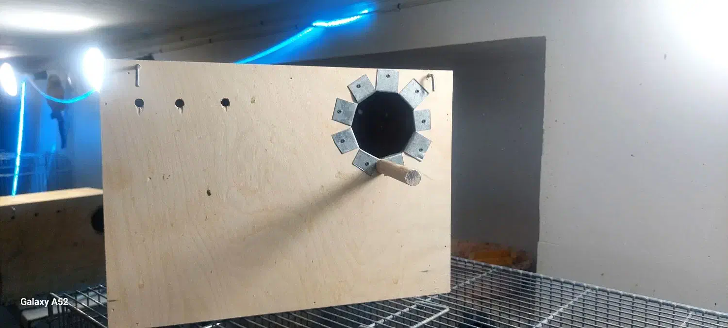 جفت عروس|پرنده|بافق, |دیوار