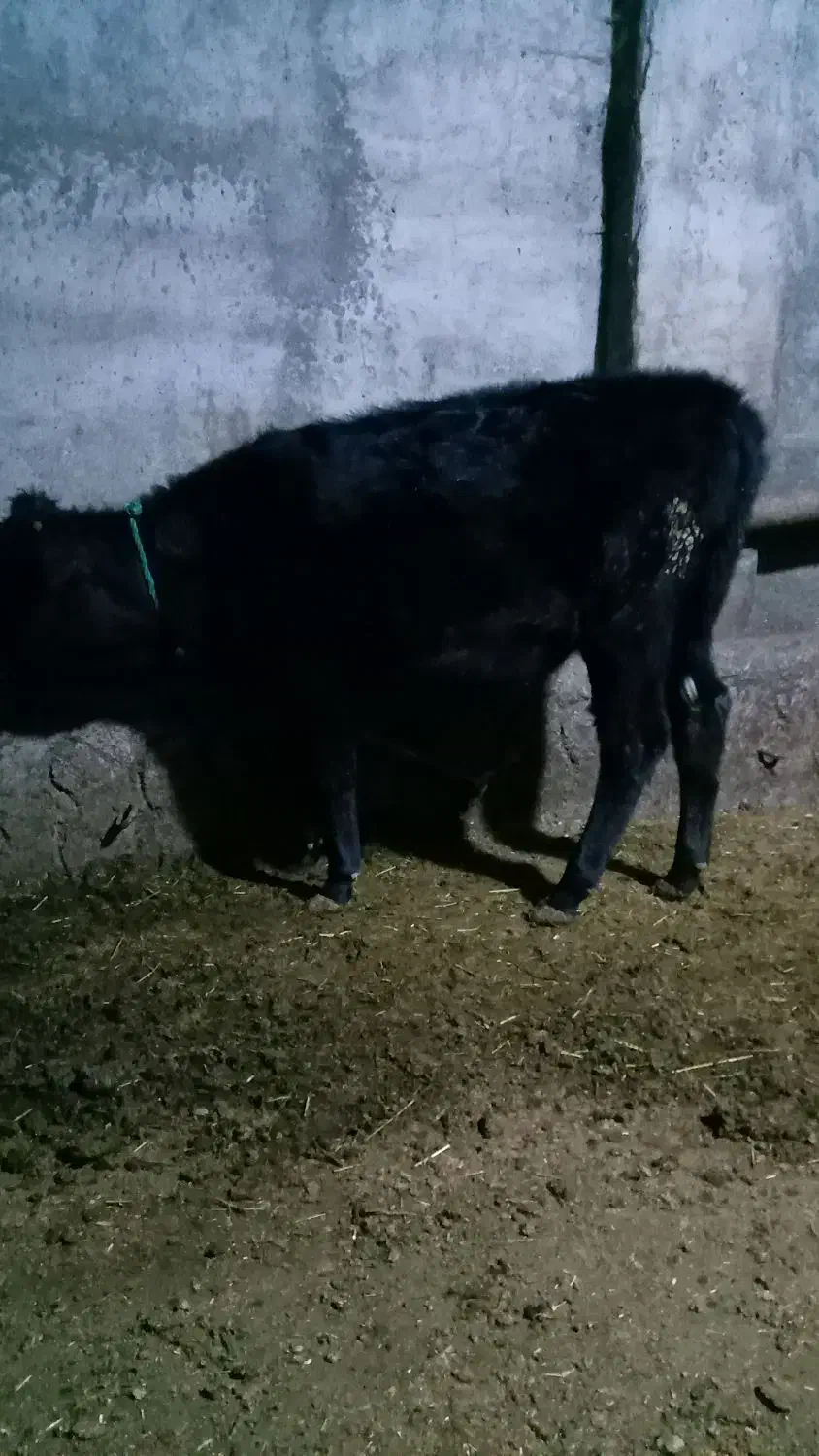 دوراس گوسالهی ماده|حیوانات مزرعه|هریس, |دیوار