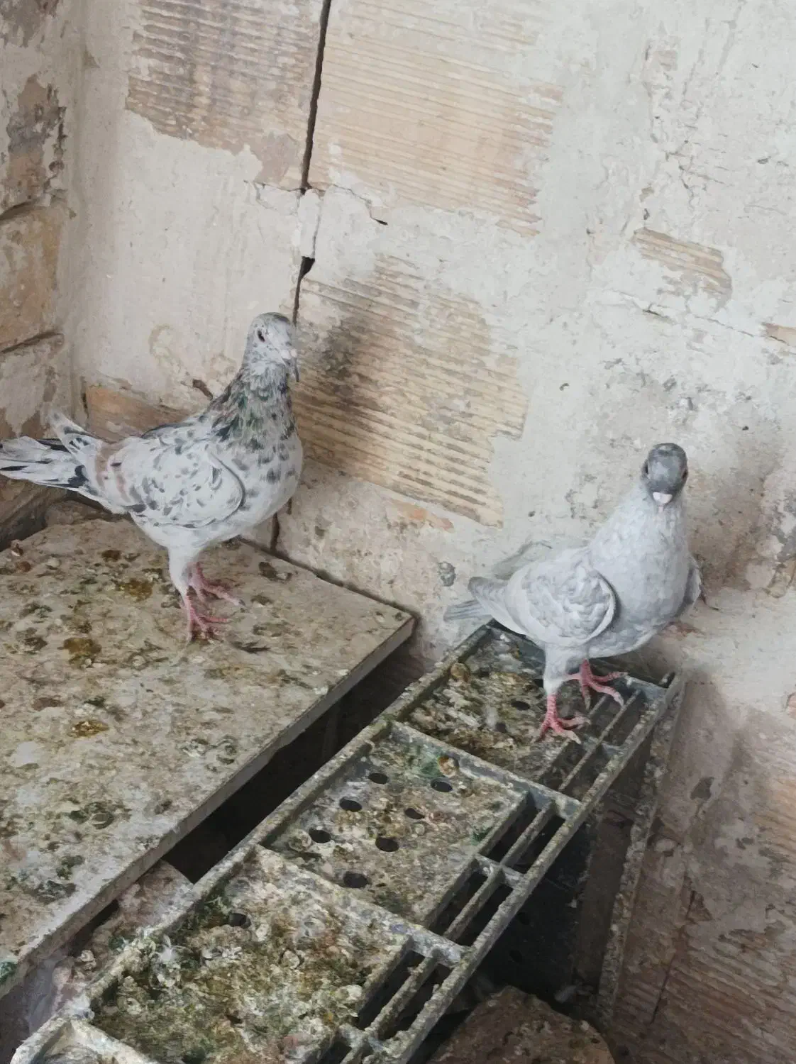 کبوتر هفت رنگ ، سیاهپوش،دم سفید ،زرد بتو نروماده،|پرنده|قزوین, |دیوار