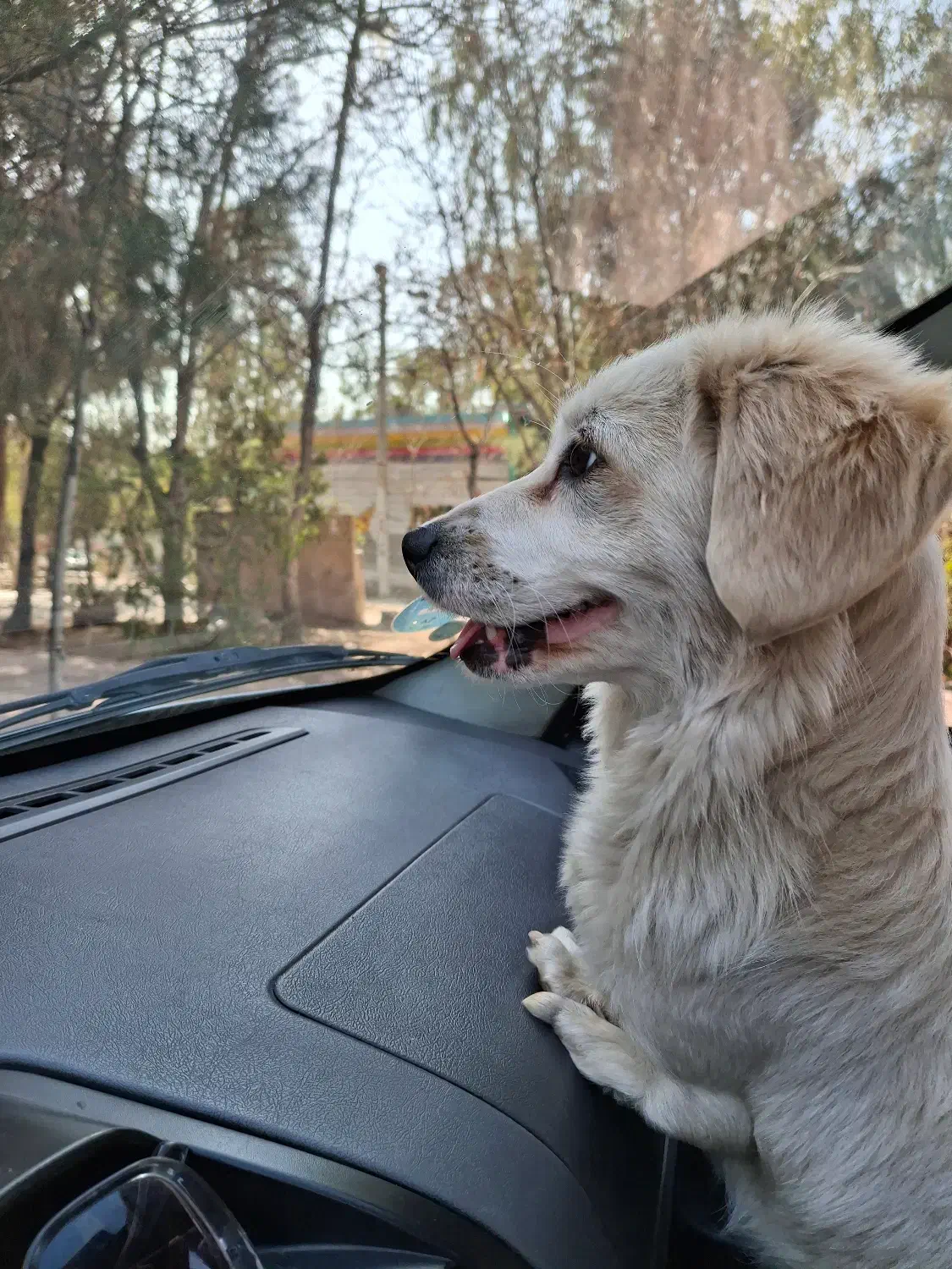 سگ پیدا شده|حیوانات|پرند, فاز ۲|دیوار