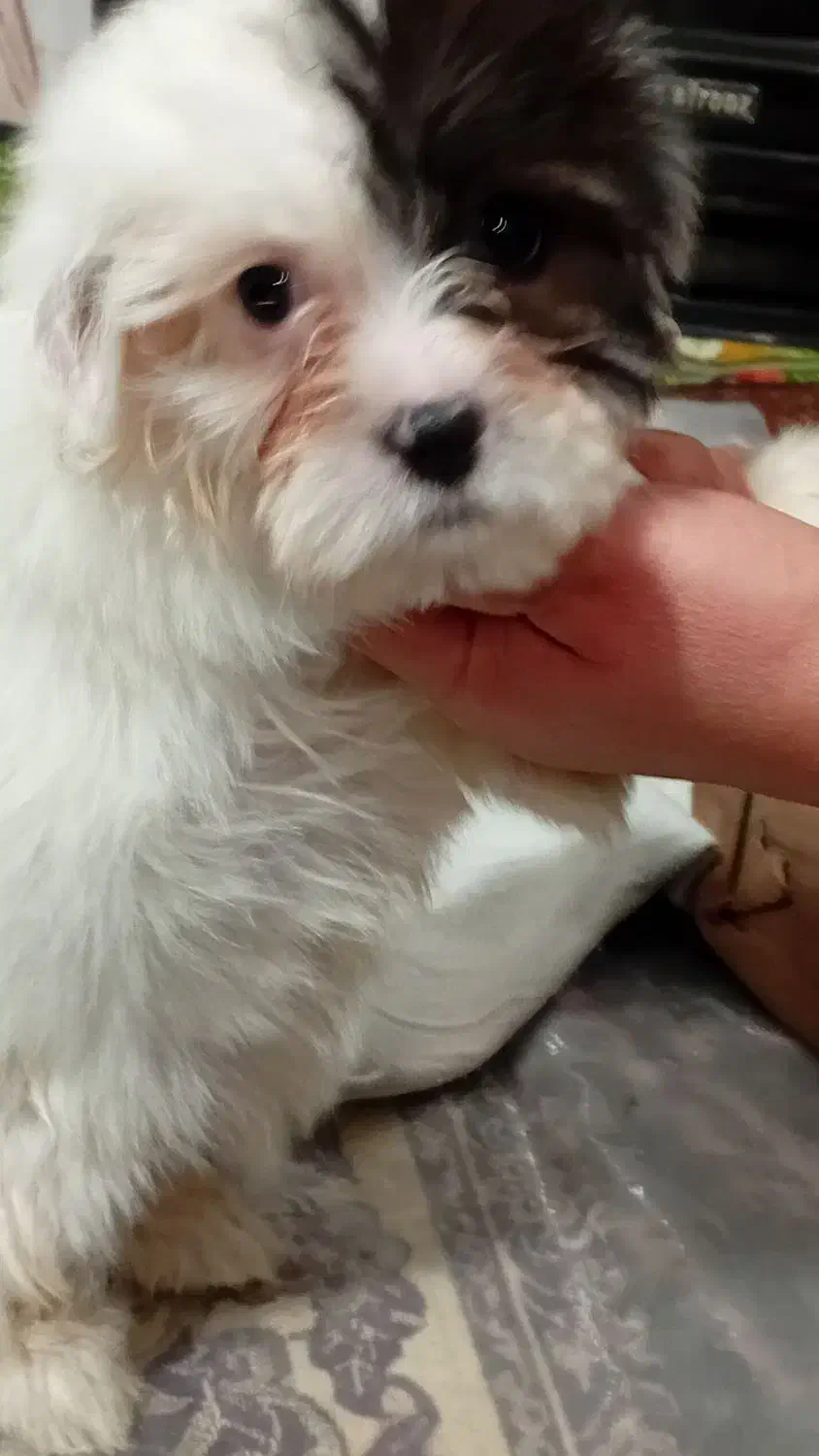 سگ شیتزو|سگ|ارومیه, |دیوار