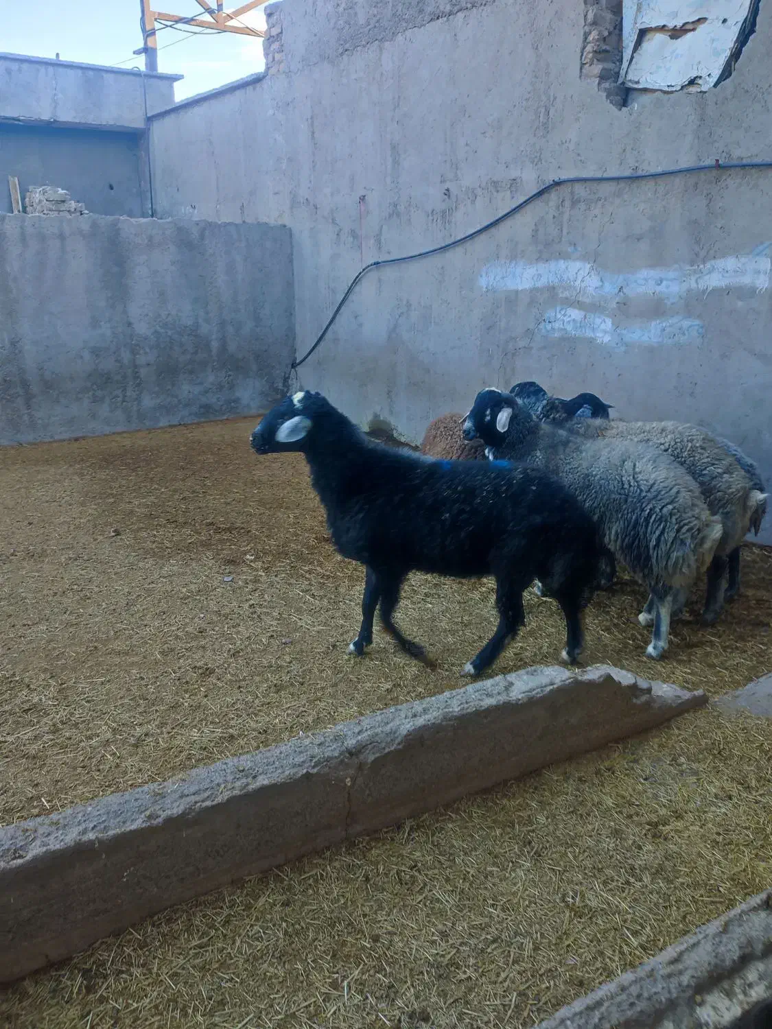 بره شیرخور و خوراک خور میش بز بزغاله بز دوقلو|حیوانات مزرعه|قم, شهر قائم|دیوار