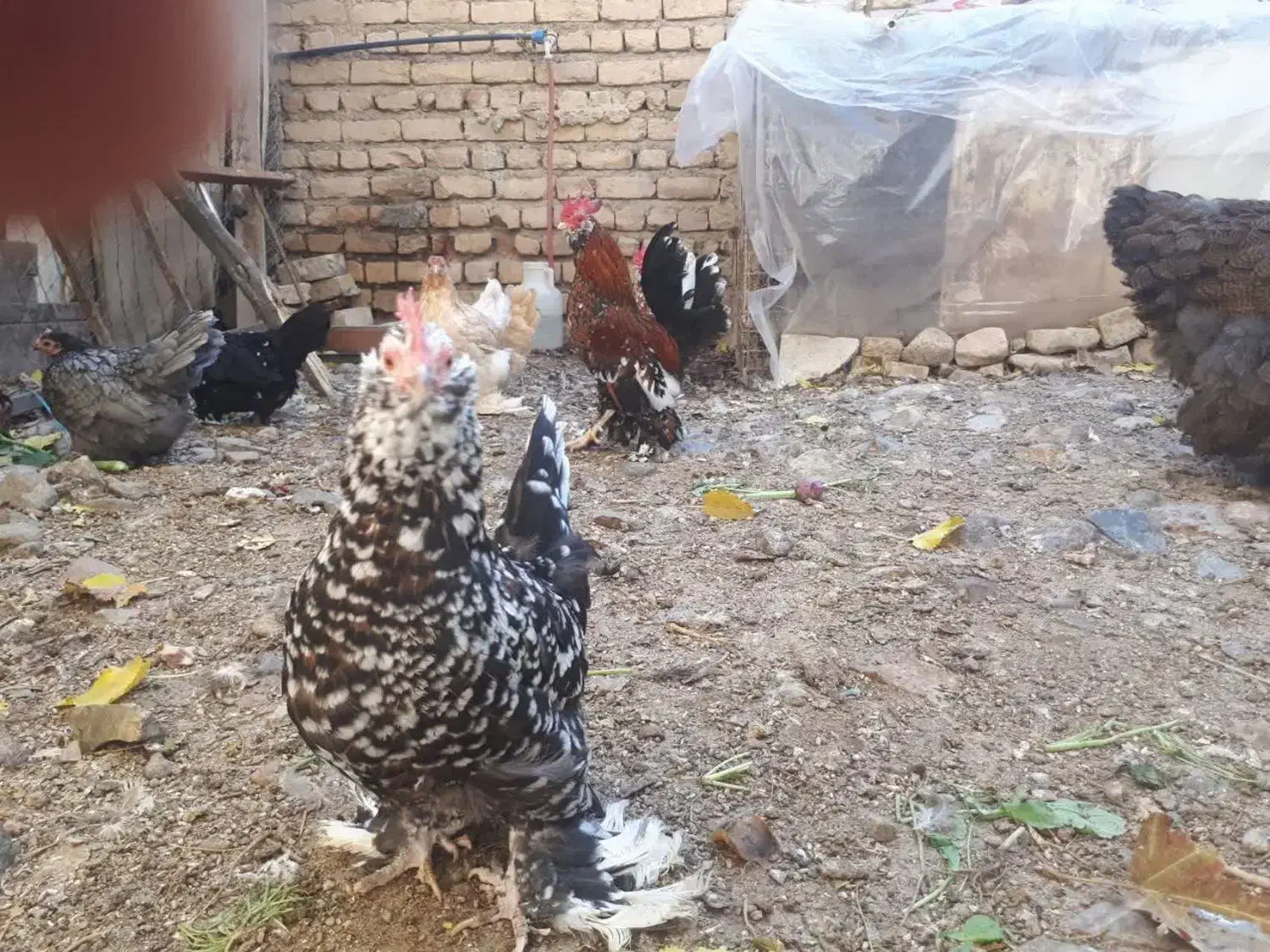 تخم مرغ نطفه دار|حیوانات مزرعه|تهران, دهم فروردین|دیوار