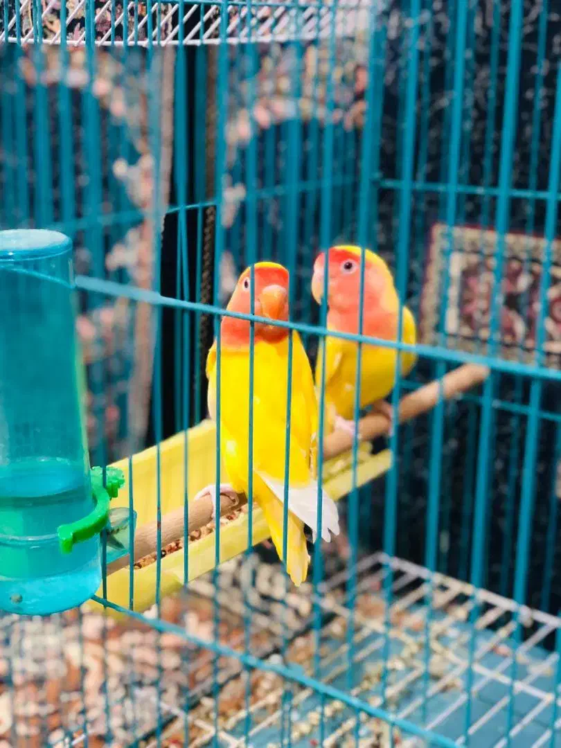 طوطی برزیلی|پرنده|اهواز, پردیس|دیوار