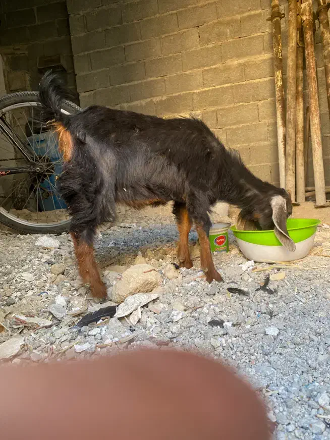 بز در کنکان|حیوانات مزرعه|بندر کنگان, |دیوار