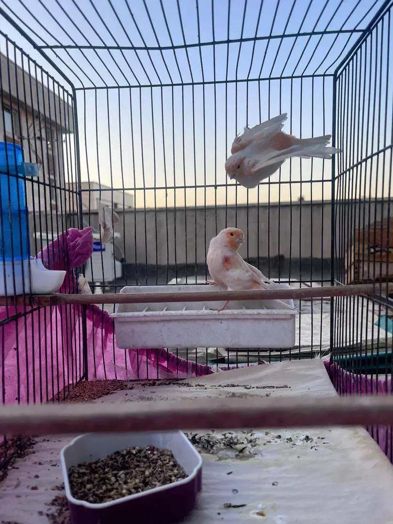 قناری موزائیکی|پرنده|تهران, زرکش|دیوار