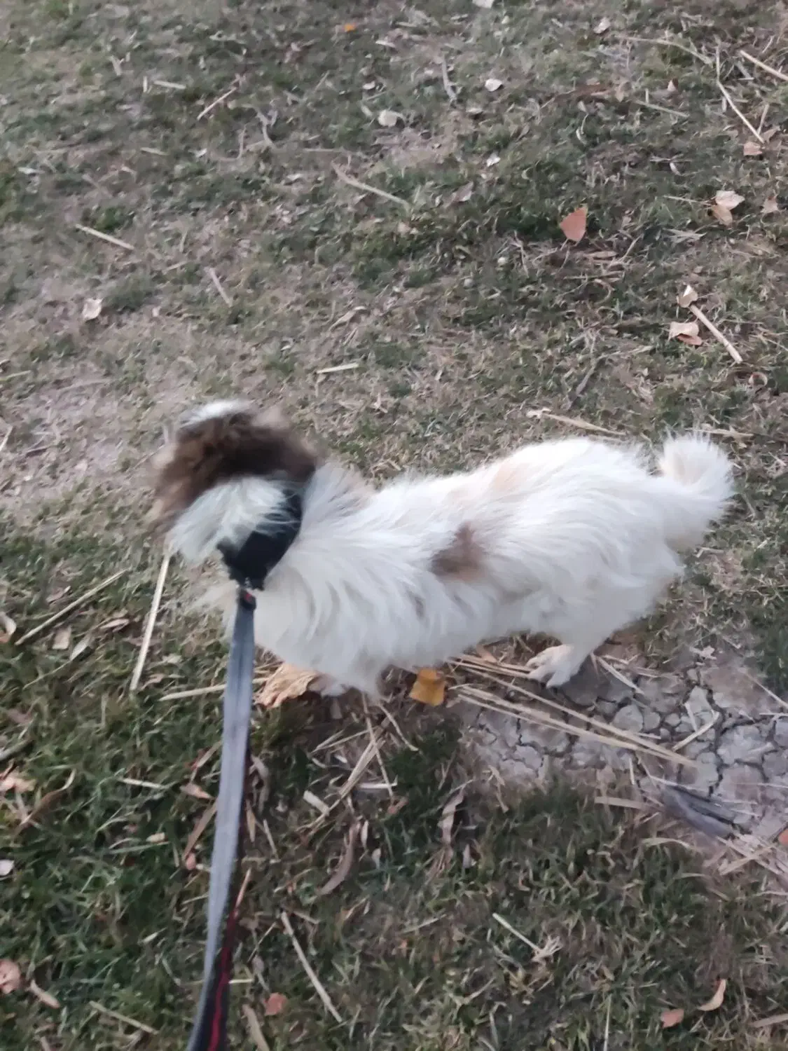 پاگوتاخانگی|سگ|خلخال, |دیوار