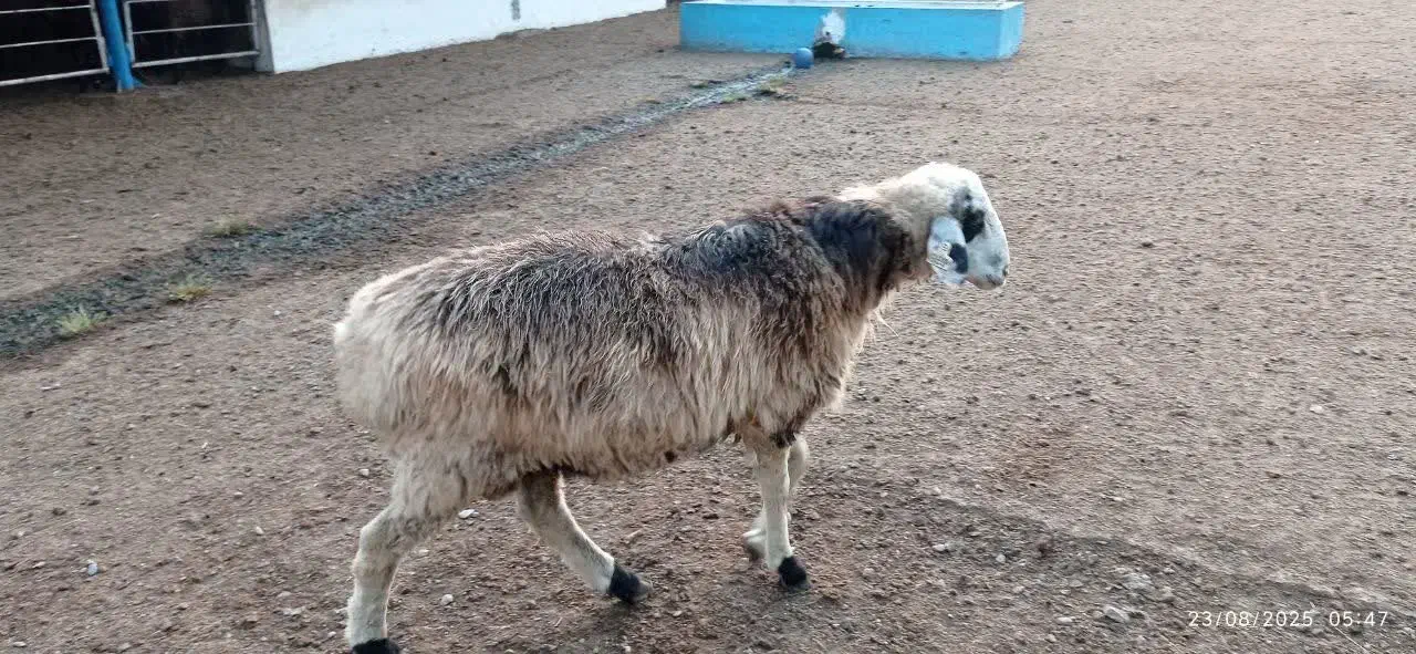 ۴۸ راس بره نر چاق نژاد ترکمن و افشار|حیوانات مزرعه|شیرگاه, |دیوار