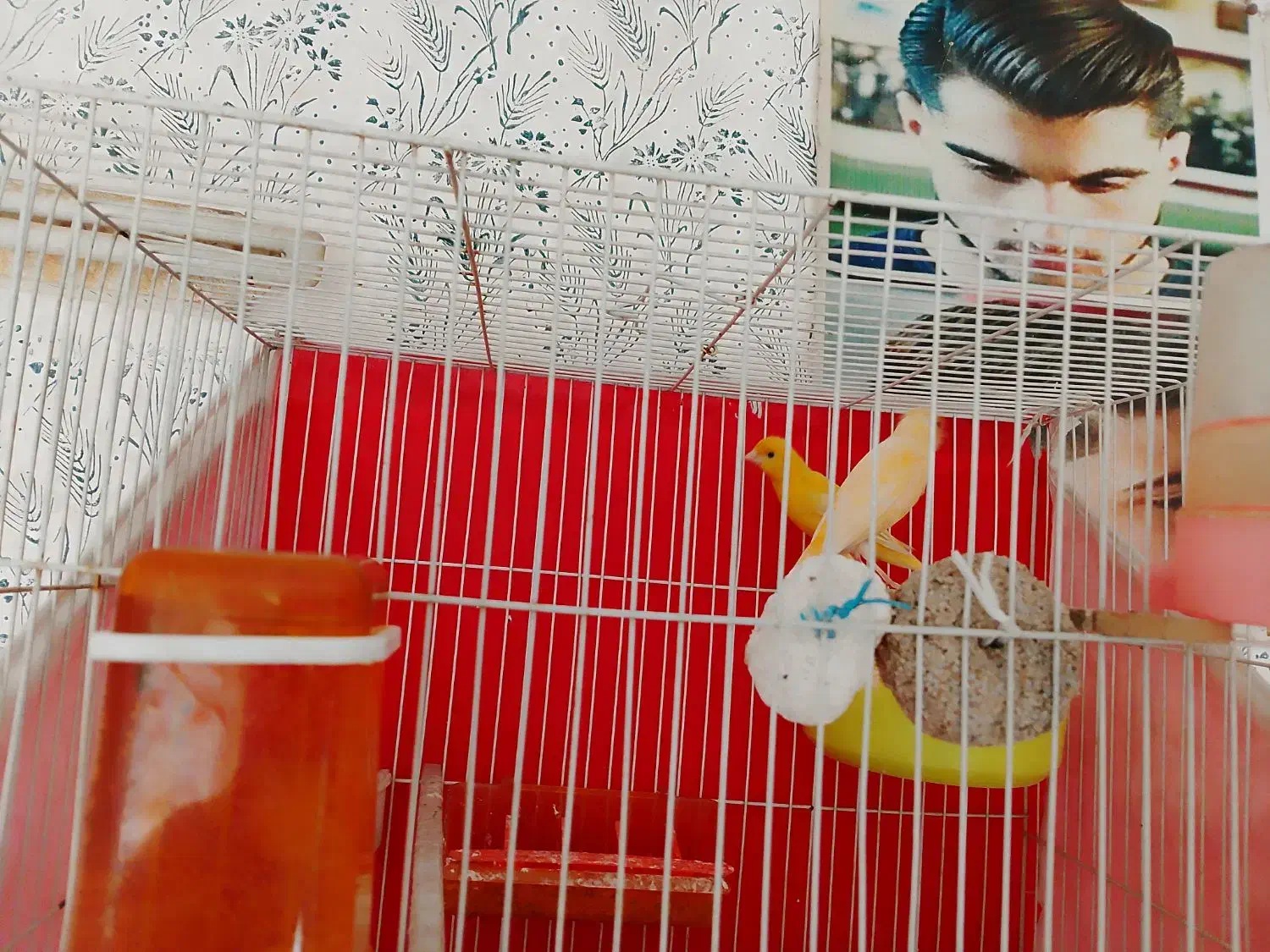 قناری جفتی|پرنده|شیروان (خراسان), |دیوار