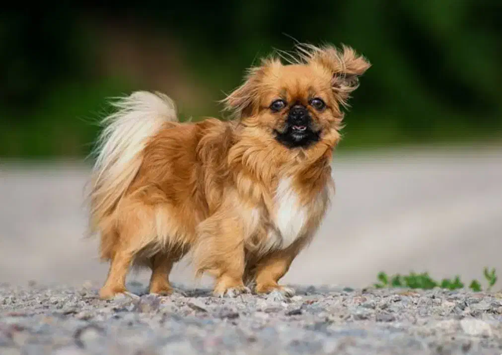 یک سگ پاکوتا پیدا شد|حیوانات|سنندج, |دیوار