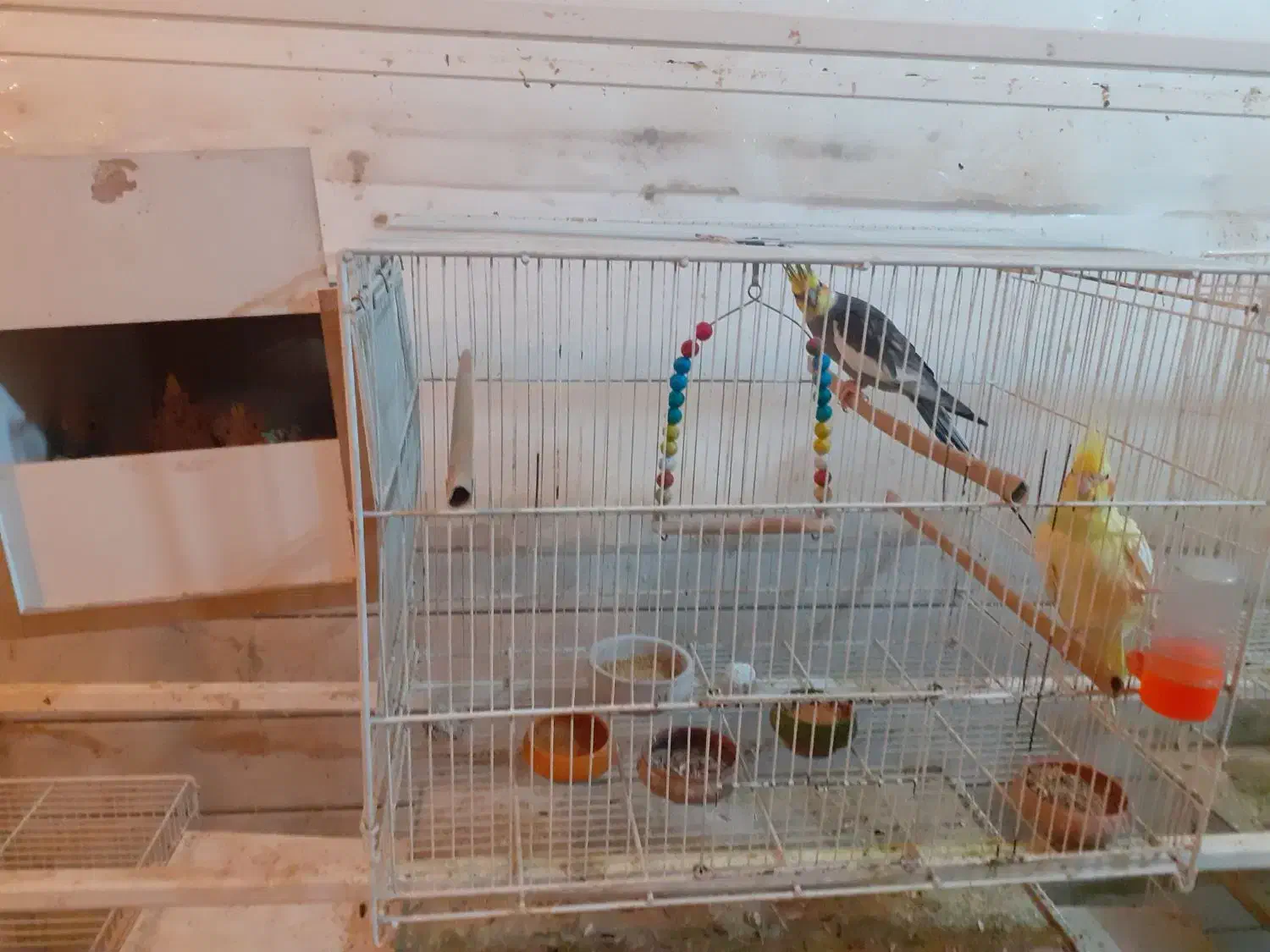 یک جفت عروس هلندی بالغ و کارداده|پرنده|فردوس (خراسان), |دیوار