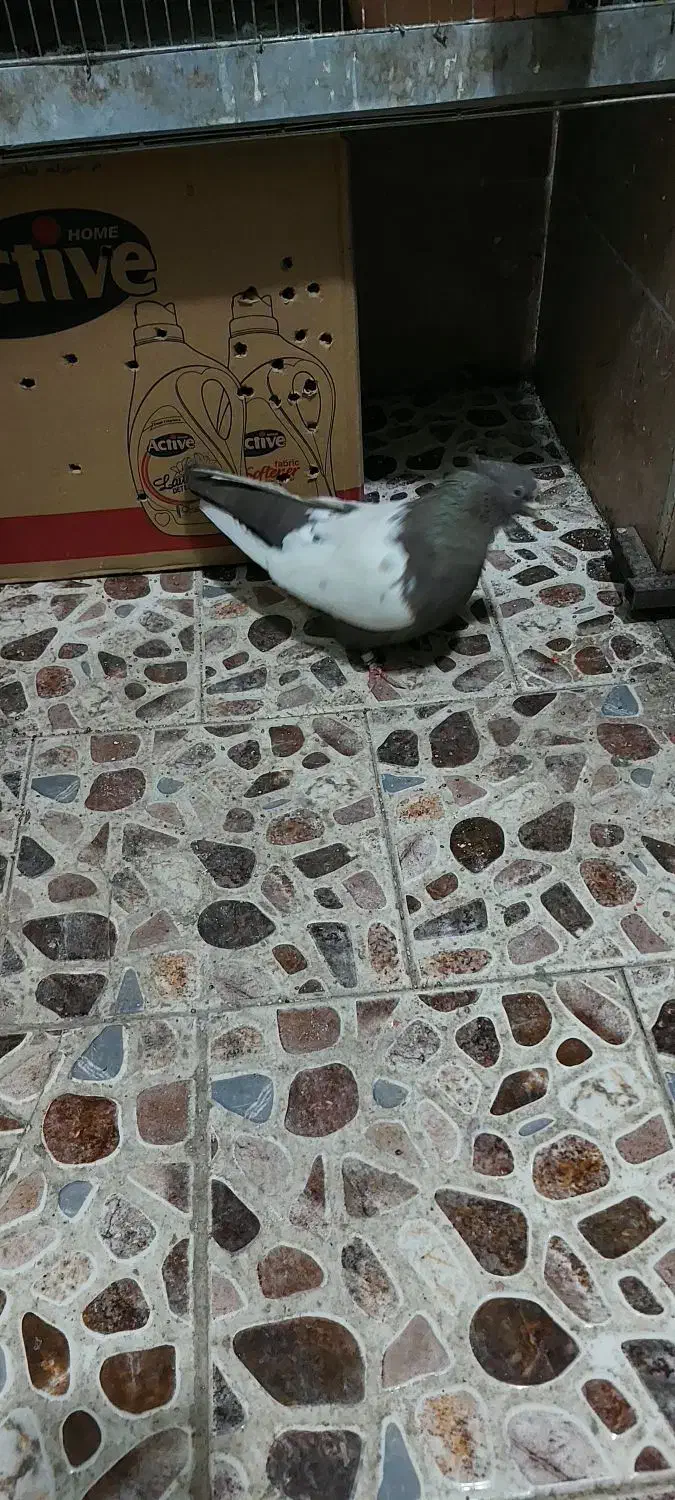 یه جفت سینه ای پاک ماده سینه قهوه ای نر سیاه|پرنده|تهران, افسریه شمالی|دیوار