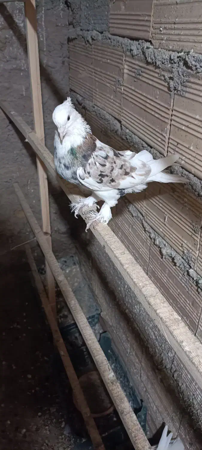 سه تا هما کاکل پاپر خون پاک اصیل|پرنده|گرمسار, |دیوار