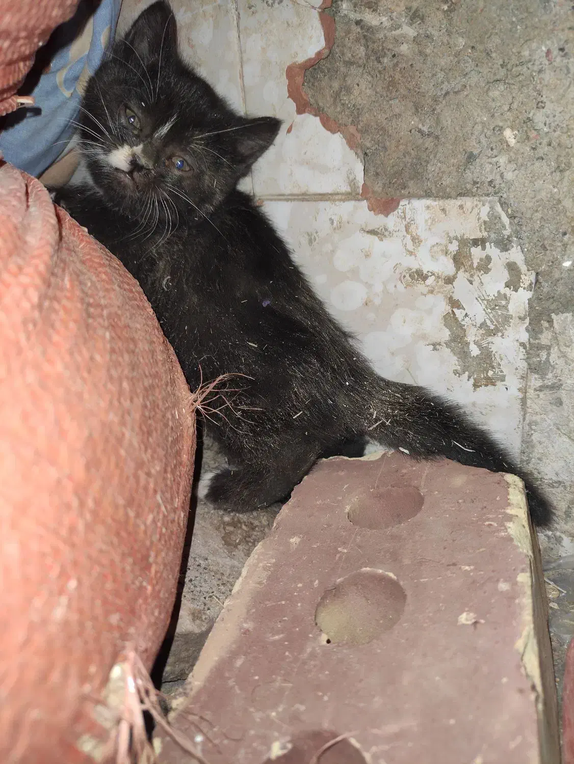 گربه سیاه|گربه|تایباد, |دیوار