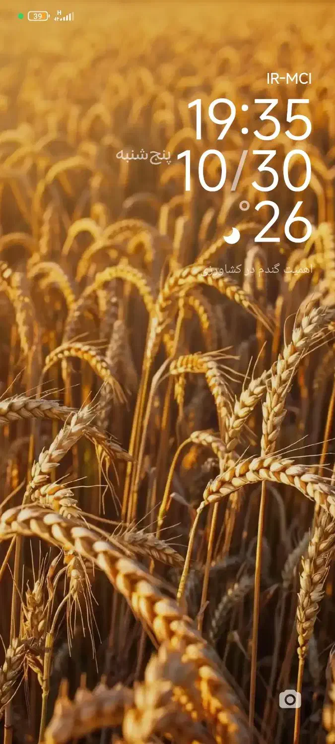 فروش گندم|خدمات باغبانی و درختکاری|چاراویماق, |دیوار