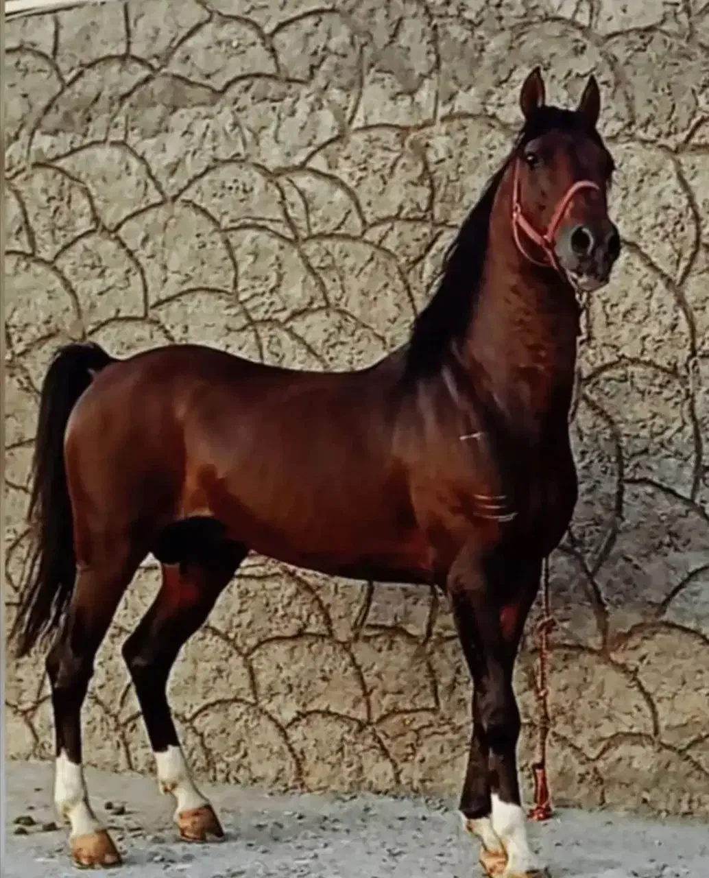 اسب کرد|اسب و تجهیزات اسب‌سواری|تهران, منیریه|دیوار