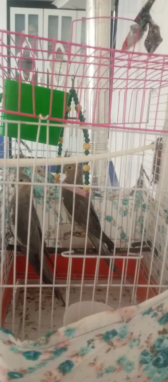 عروس هلندی|پرنده|لردگان, |دیوار