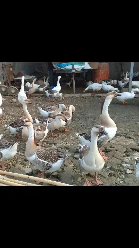 قوغاز۲ساله|حیوانات مزرعه|ساری, |دیوار