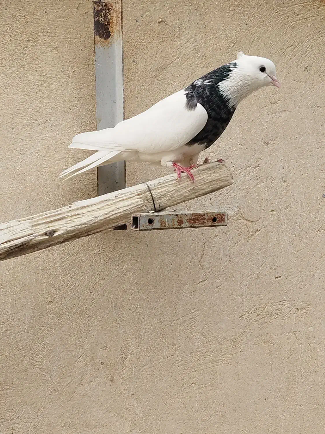 طوقی نر|پرنده|شاهین‌شهر, گرگاب|دیوار