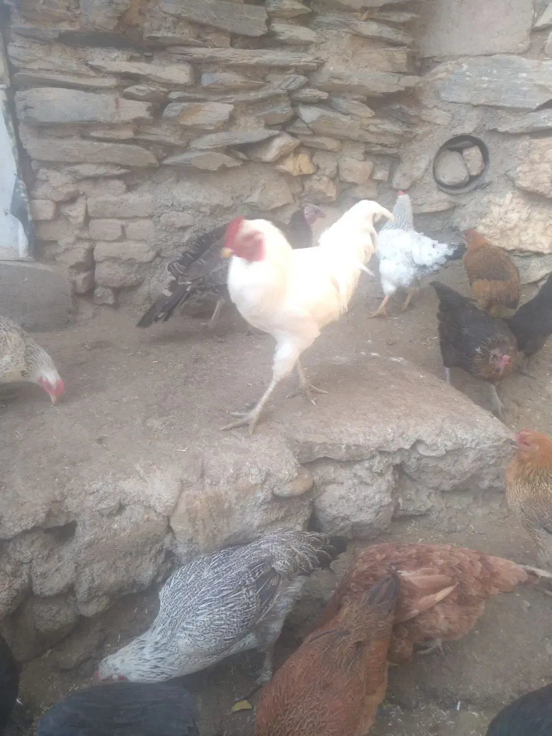 بوقلمون ومرغ|حیوانات مزرعه|بانه, |دیوار