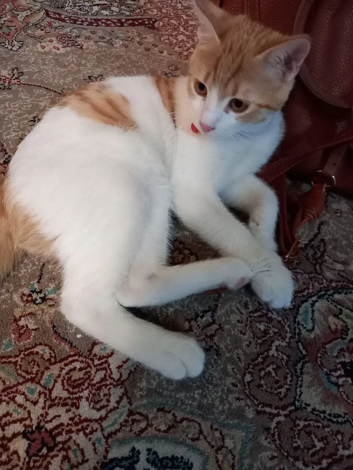 واگذاری گربه با وسایل|گربه|ری, علایین|دیوار