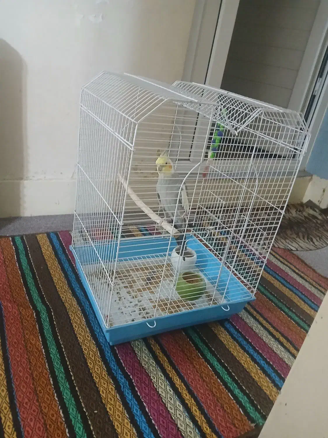 پرنده|پرنده|اهواز, کوی باهنر|دیوار