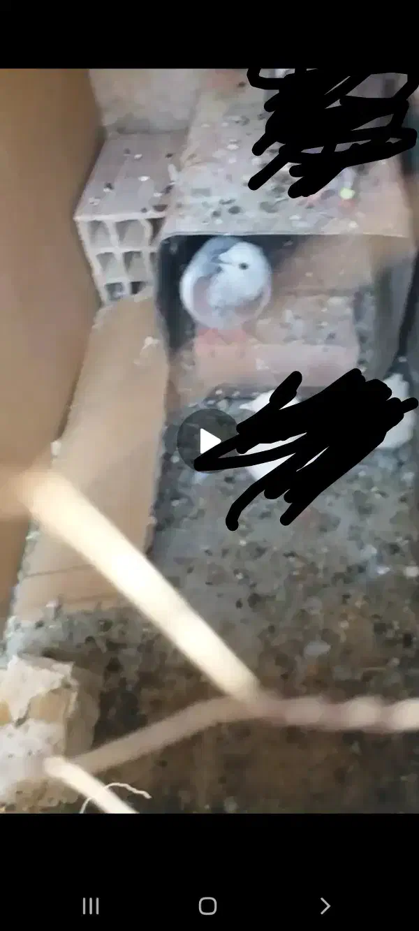 گم شده|حیوانات|بیرجند, |دیوار