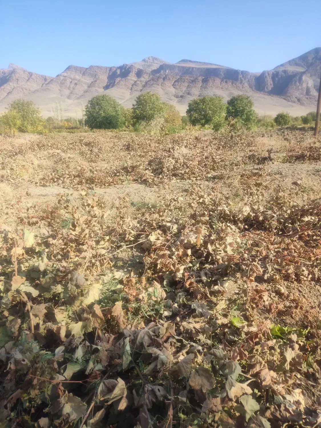 باغ انگور|فروش دفتر صنعتی، کشاورزی، تجاری|ملایر, |دیوار