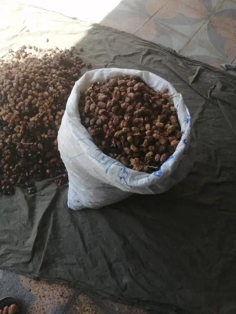 کنگا. خرما خشک|لوازم جانبی حیوانات|خورموج, |دیوار