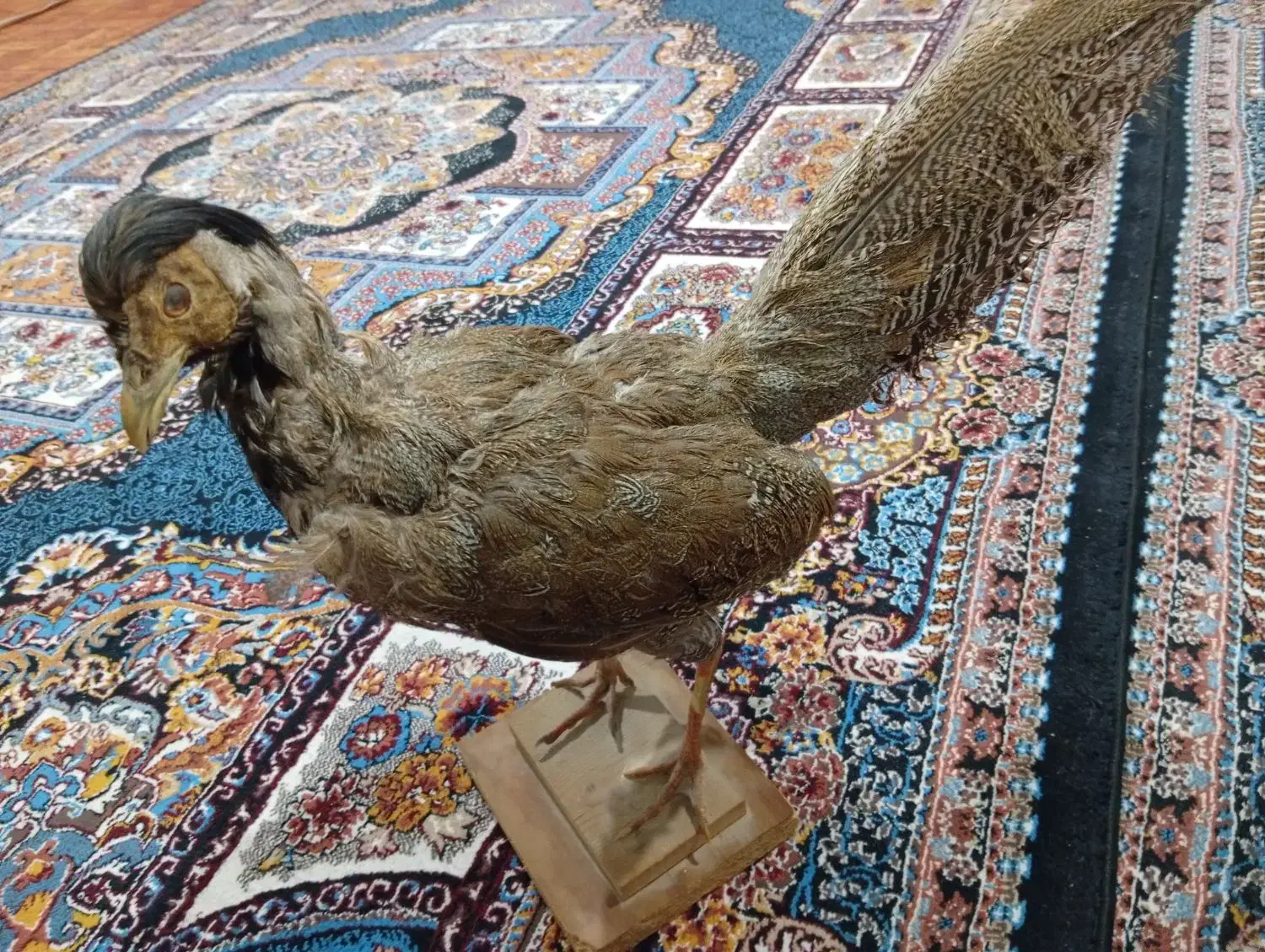 لاری|مجسمه، تندیس، ماکت|اردبیل, |دیوار