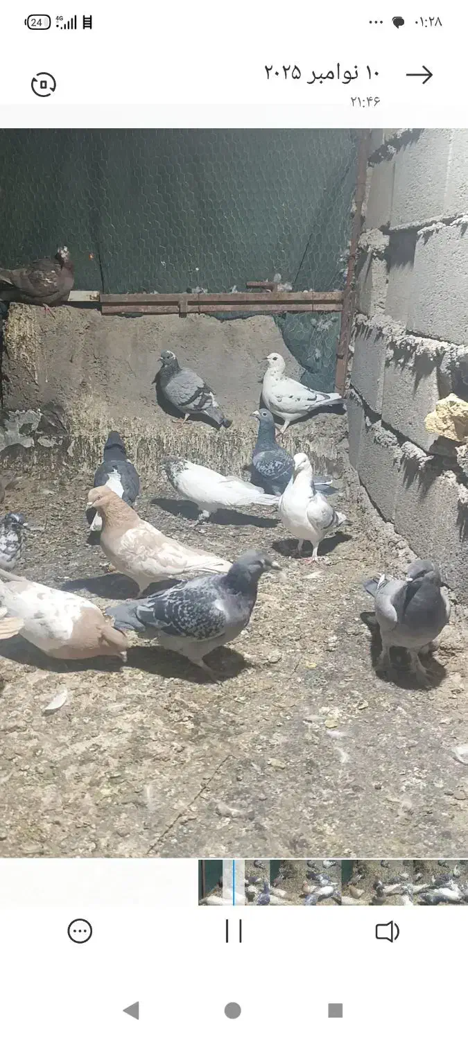 کبوتر|پرنده|بهاباد, |دیوار