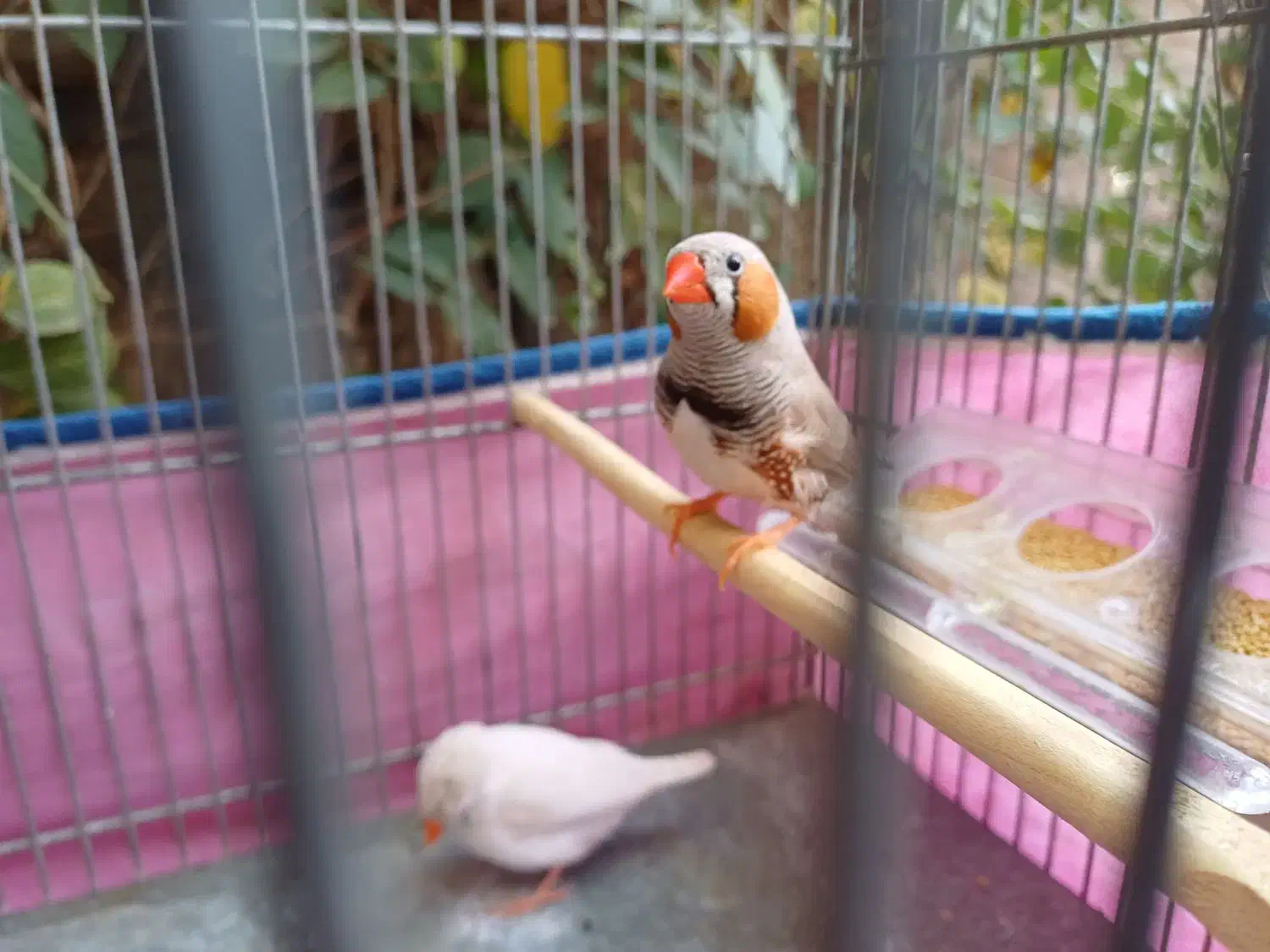 یه جفت فنچ همراه قفس|پرنده|فردیس, شهرک ۱۱۰|دیوار