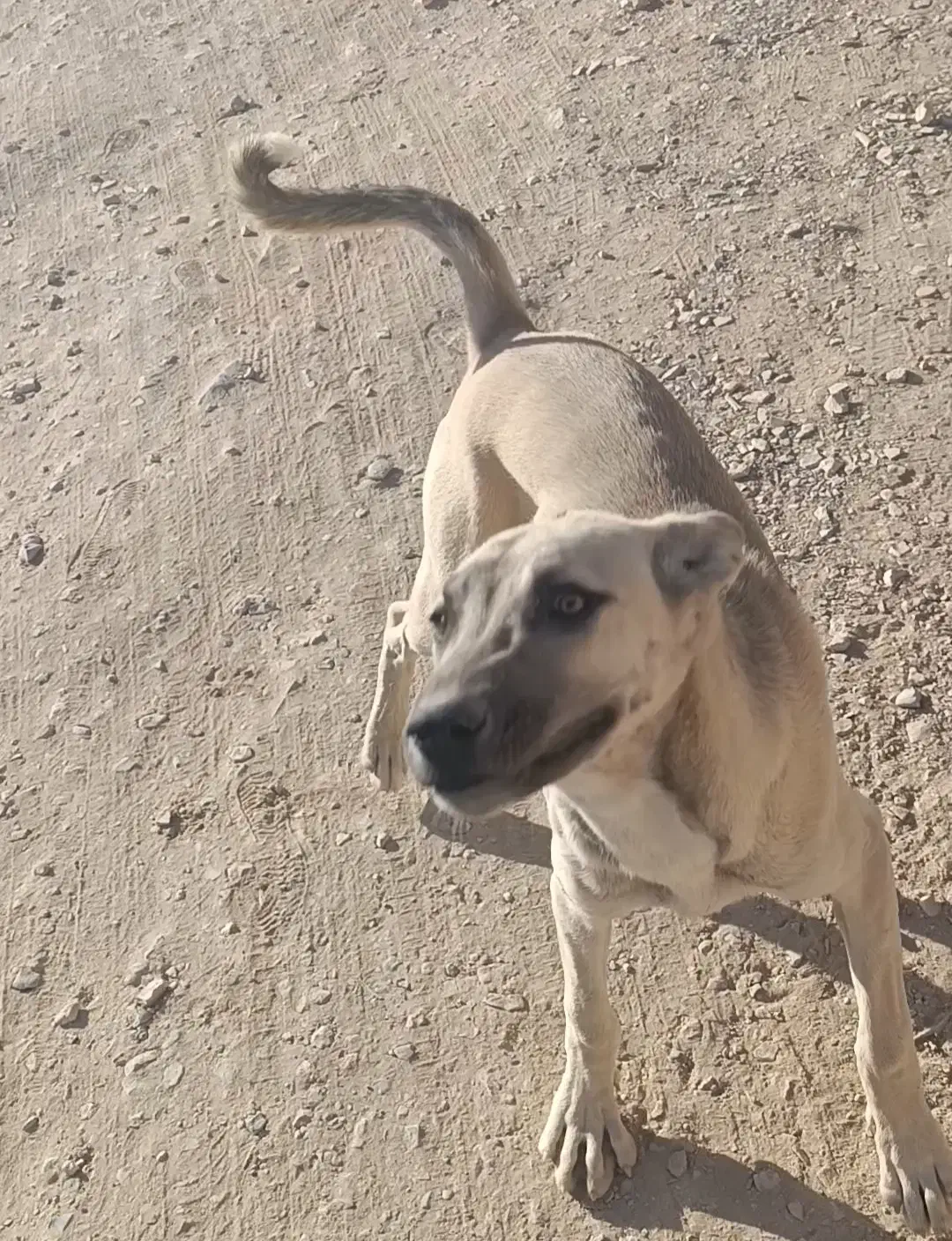 گمشده|سگ|ملکشاهی, |دیوار