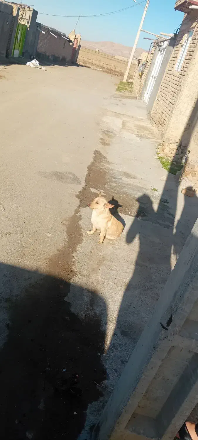 سگ پاکوتاه|سگ|شیروان (خراسان), |دیوار