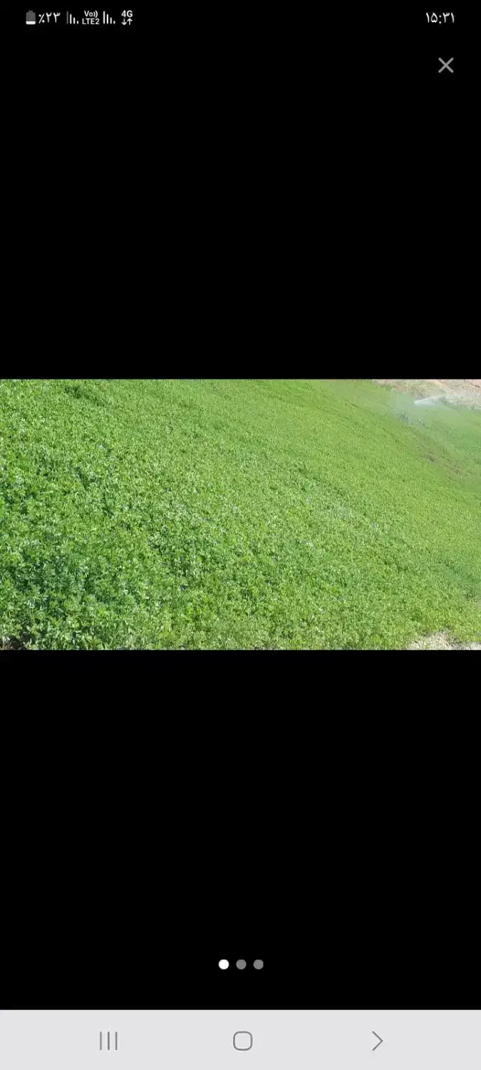 یونجه درجه یک|لوازم جانبی حیوانات|دیواندره, |دیوار