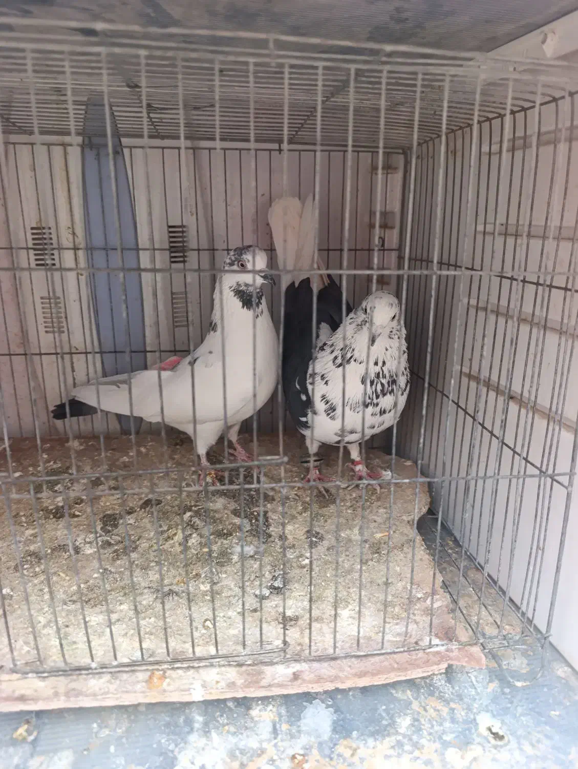 کبوتر|پرنده|قره پشتلو, |دیوار