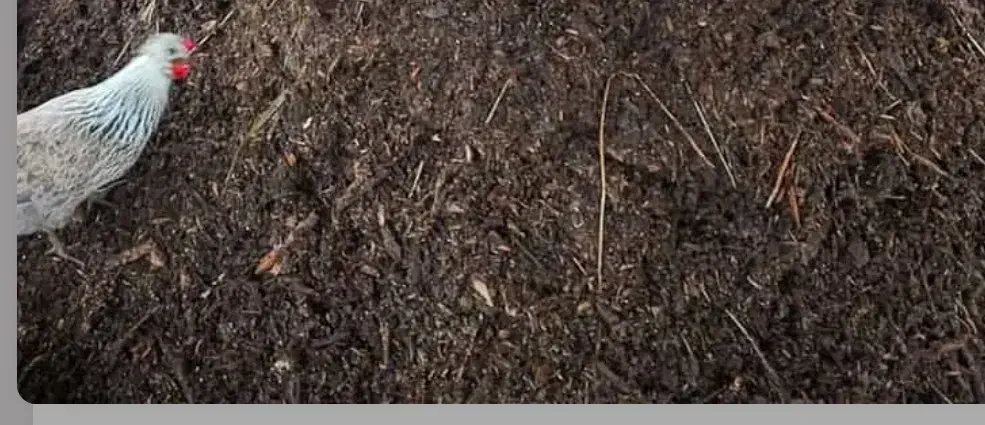 کود مرغ بوقلمون|لوازم جانبی حیوانات|ماهان, |دیوار