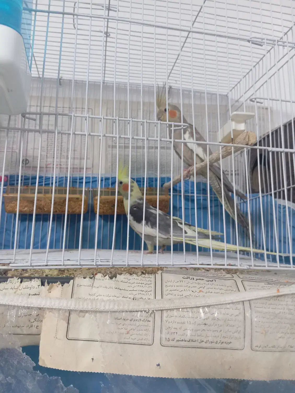 عروس هلندی|پرنده|قوچان, |دیوار