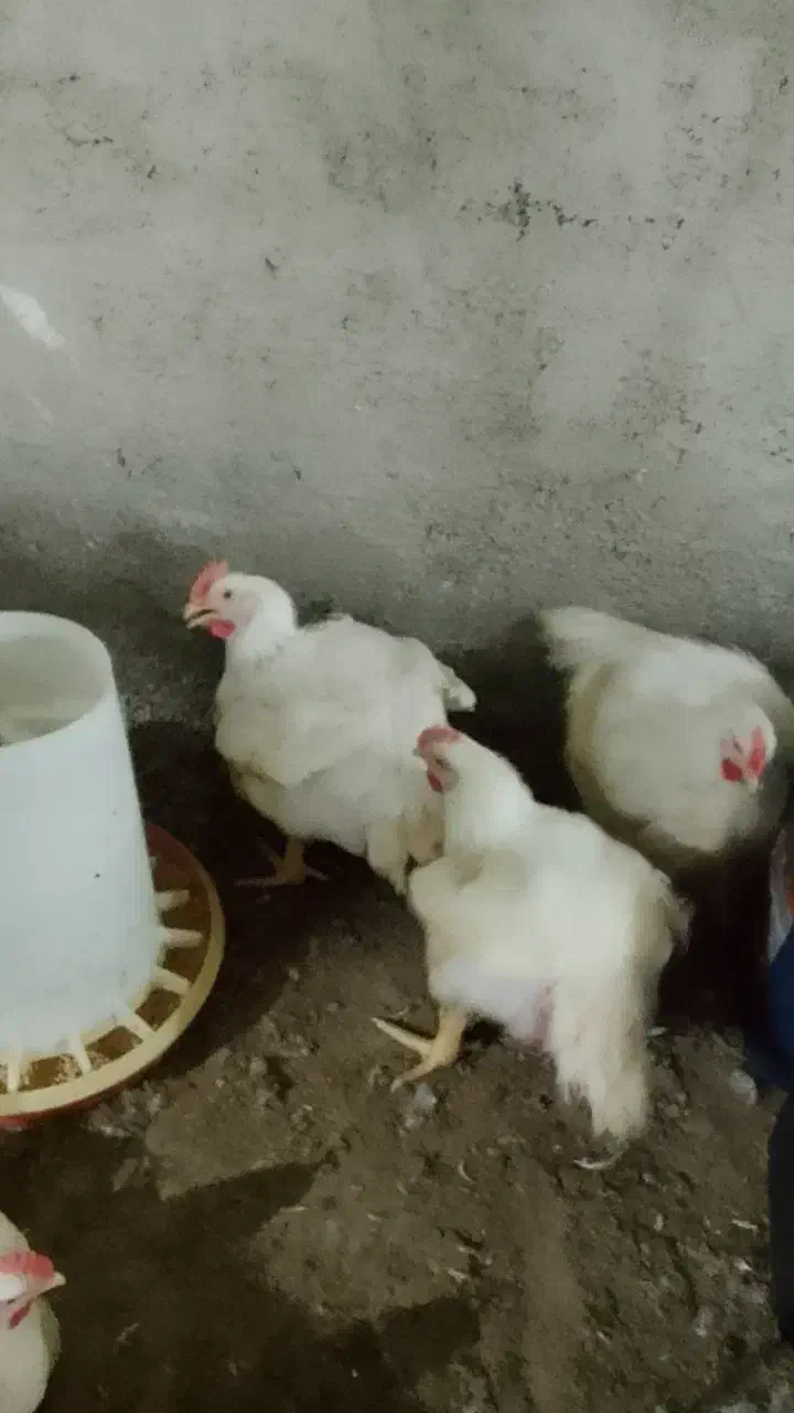 مرغ گوشتی|حیوانات مزرعه|بهشهر, |دیوار