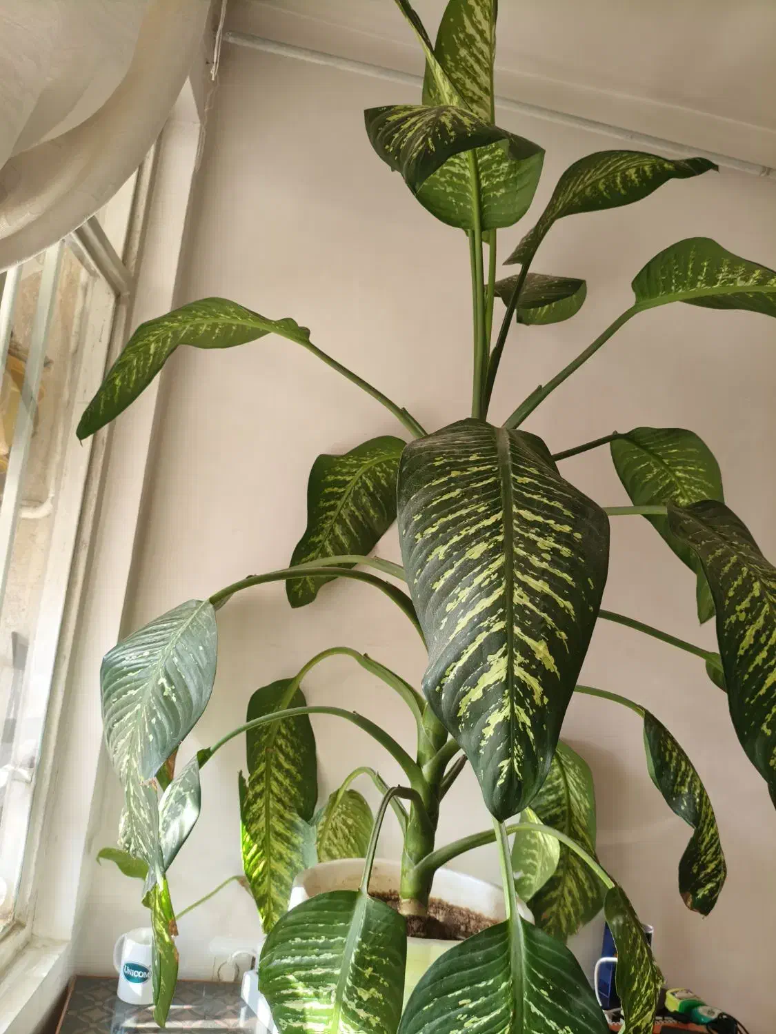 گل دیفن|گل و گیاه طبیعی|الوند, |دیوار