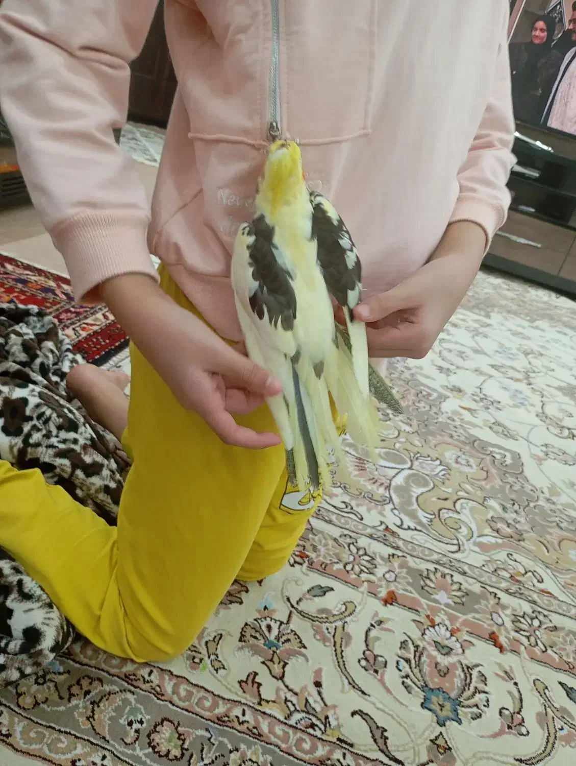 عروس هلندی ماده|پرنده|اردبیل, |دیوار