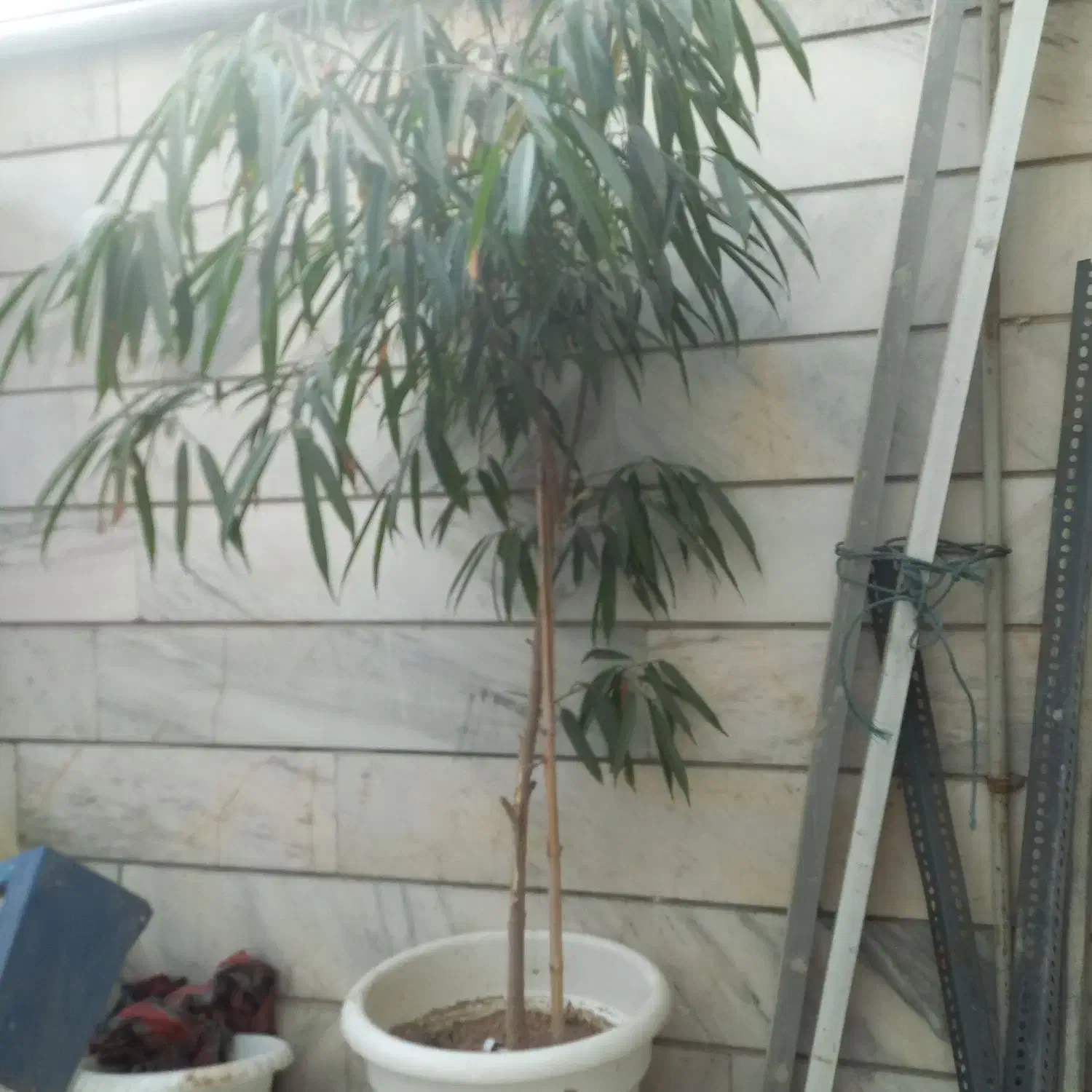 امستل بزرگ|گل مصنوعی|کرج, بنیاد|دیوار