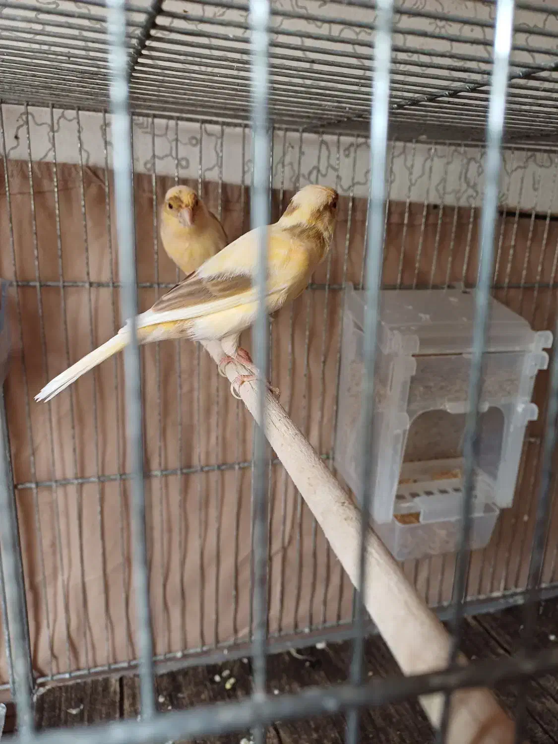 نروماده|پرنده|رشت, نامجو|دیوار