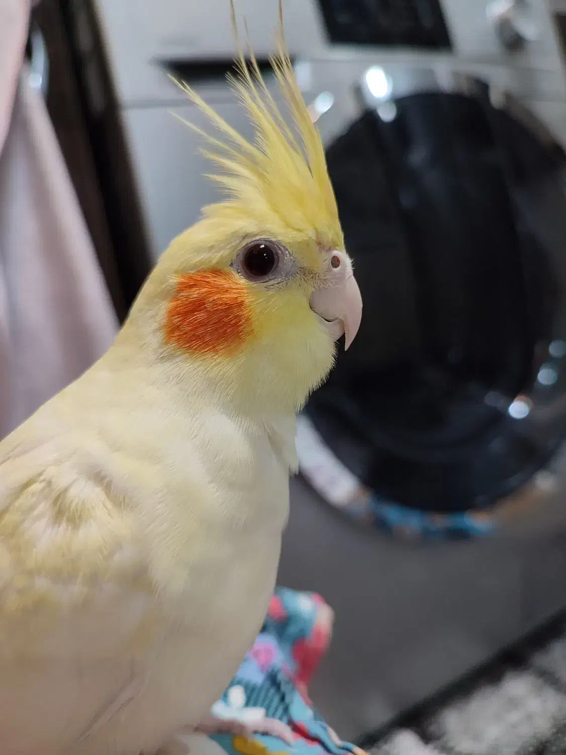 فروش عروس هلندی مولد به همراه تخم|پرنده|تولم شهر, |دیوار