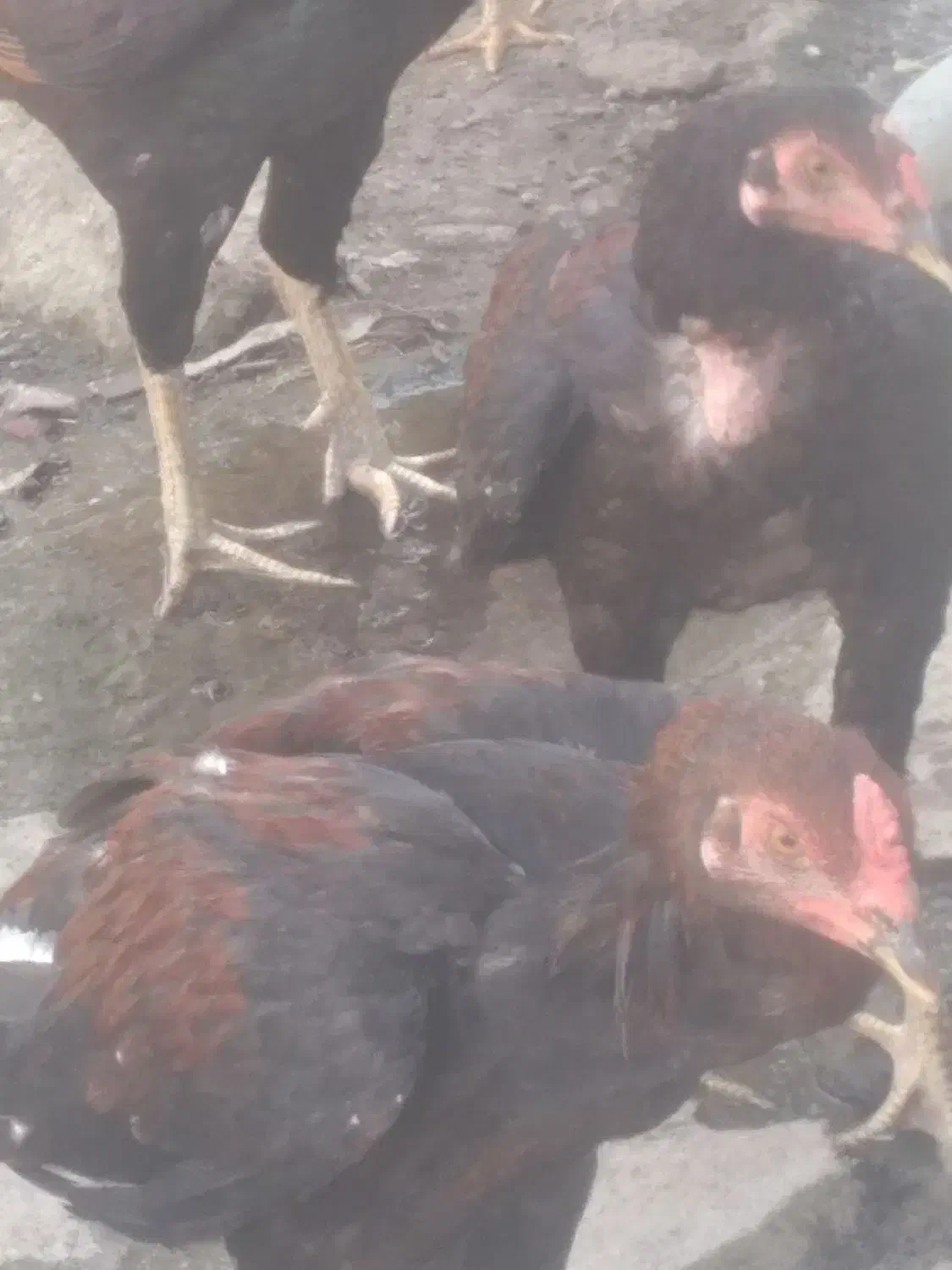 دو تا جوجه خروس اصلا وسالم وچابهاری|حیوانات مزرعه|میناب, |دیوار